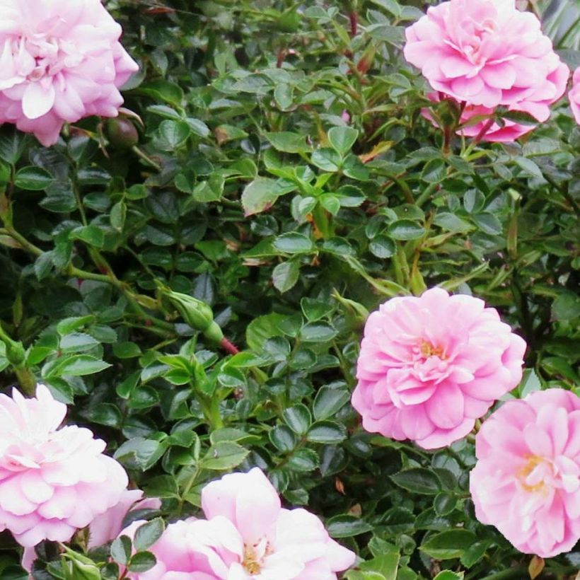 Rosa x polyantha 'Sans Contraintes' 'Sweet Knirps' - Ground Cover Rose (Foliage)