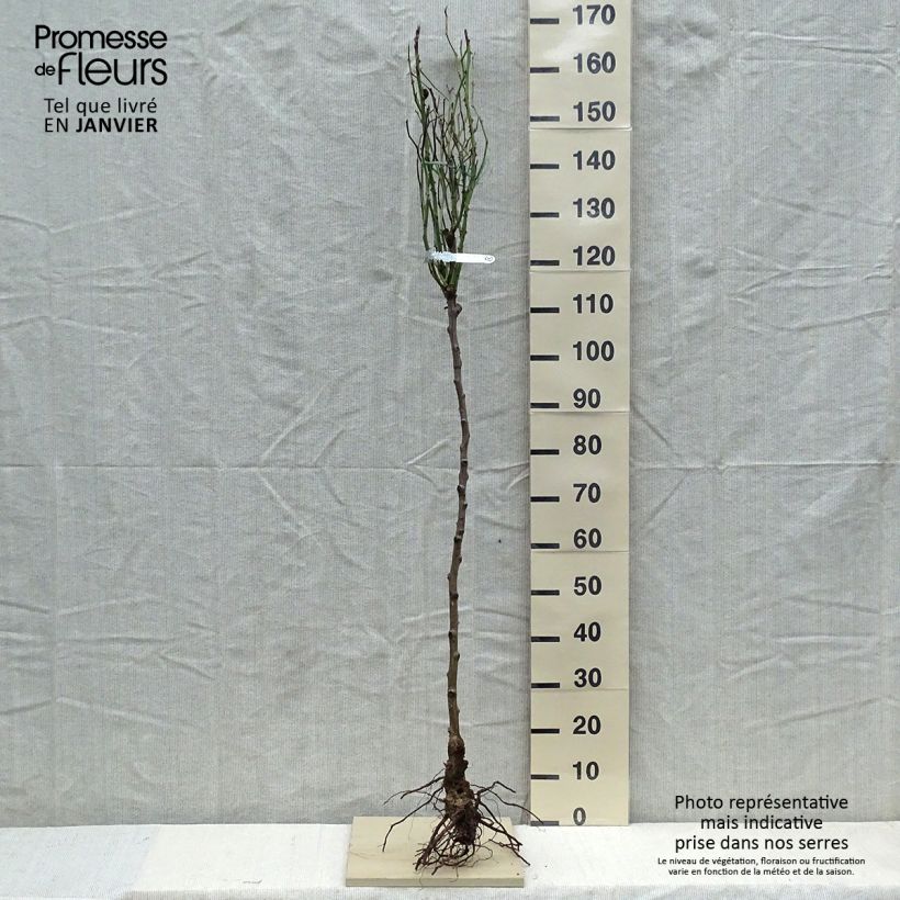 Rosa Claire Austin - English Climbing Rose Bare root sample as delivered in winter