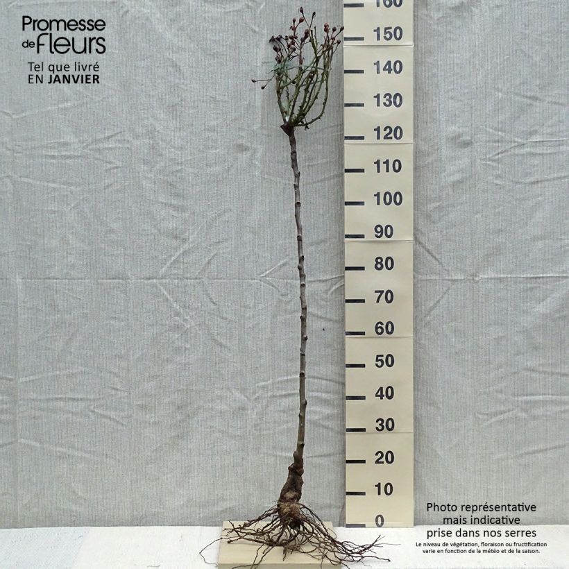 Rosa Desdemona - English Shrub Rose Bare root sample as delivered in winter