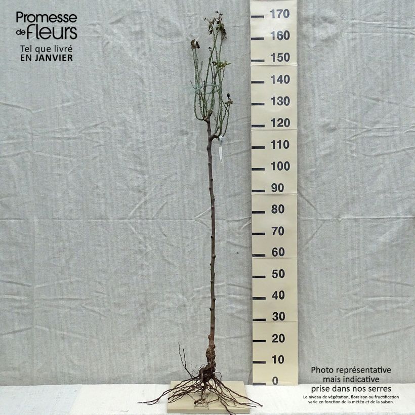 Rosa Gertrude Jekyll - English Shrub Rose Bare root sample as delivered in winter
