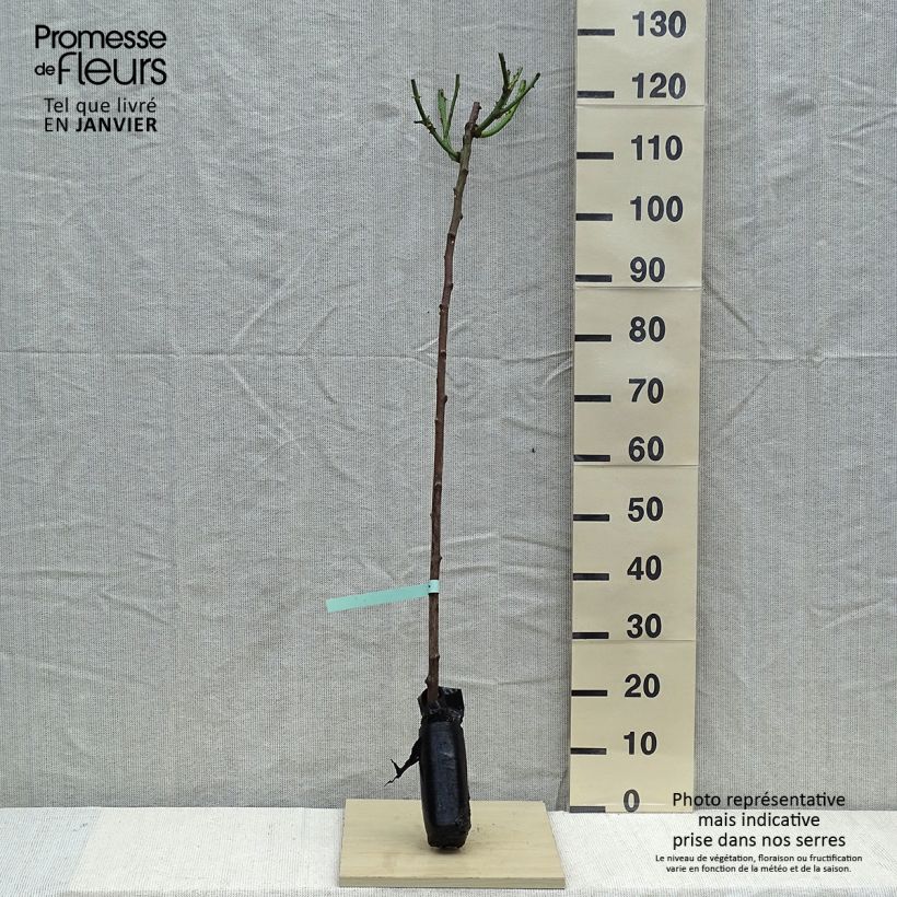 Rosa x floribunda Minerva - Floribunda Rose Wrapped bare root sample as delivered in winter