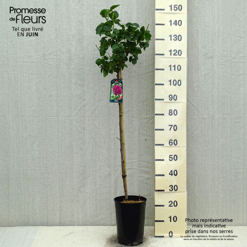 Rosa x floribunda Minerva - Floribunda Rose 7.5L/10L pot sample as delivered in summer