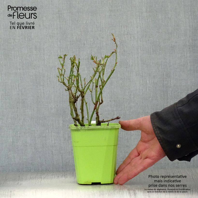 Rosa x polyantha Urban Streetlight Marondo - Groundcover Rose 1.5L/2L pot sample as delivered in winter