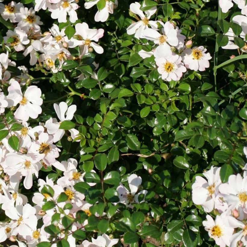 Rosa x floribunda Urban Streetlight Medeo - Floribunda Groundcover Rose (Foliage)