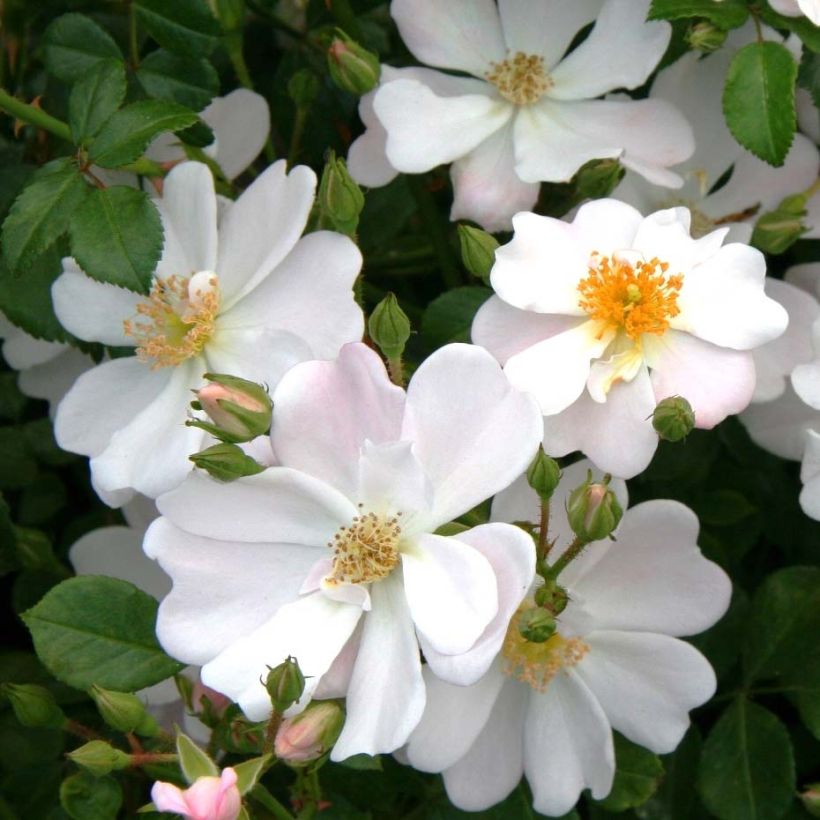 Rosa x floribunda Urban Streetlight Medeo - Floribunda Groundcover Rose (Flowering)