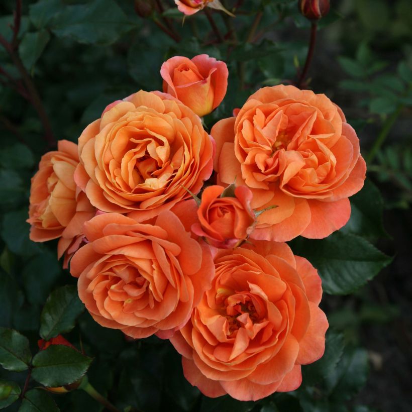 Rosa Urban Streetlight Phoenix Shrub Rose (Flowering)