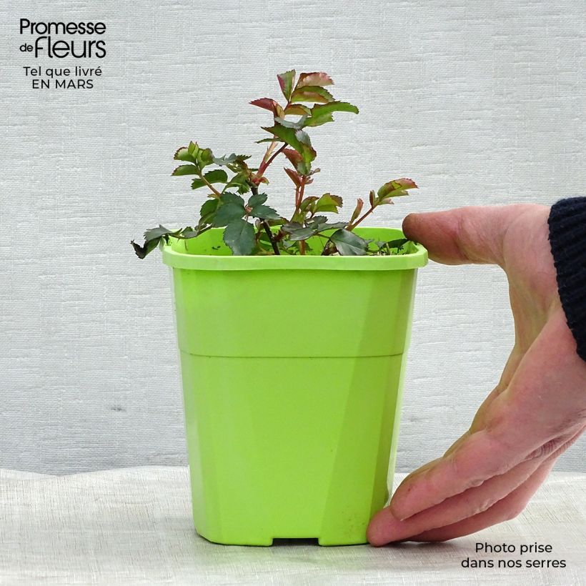 Rosa Urban Streetlight Phoenix Shrub Rose 1.5L/2L pot sample as delivered in spring
