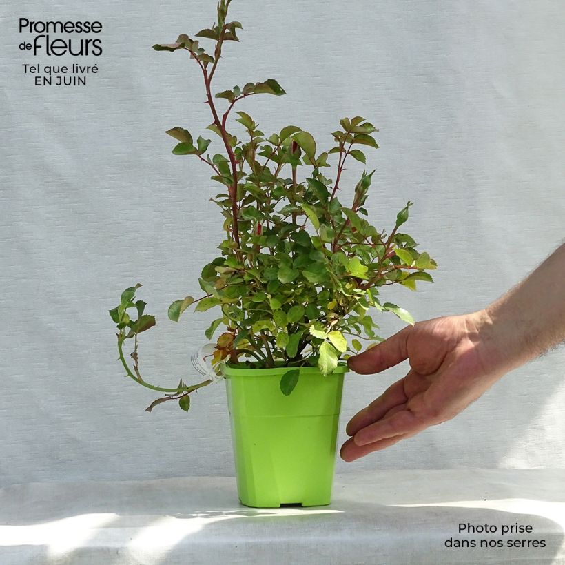 Rosa x floribunda Urban Streetlight Rekord Cubana - Floribunda Groundcover Rose 1.5L/2L pot sample as delivered in summer