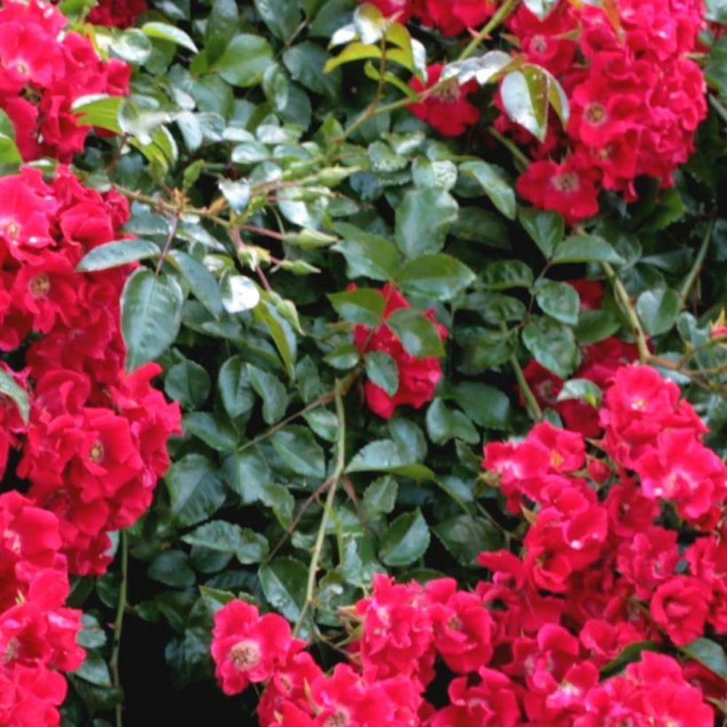 Rosa x floribunda Urban Streetlight Rekord Sommerabend - Groundcover Floribunda Rose (Foliage)