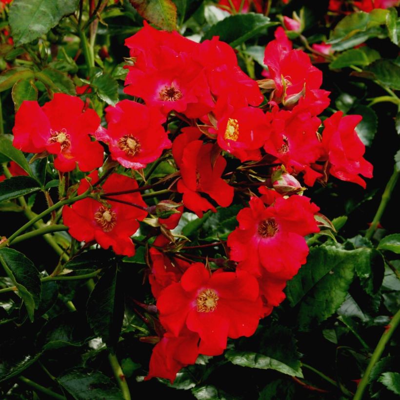 Rosa x floribunda Urban Streetlight Rekord Sommerabend - Groundcover Floribunda Rose (Flowering)