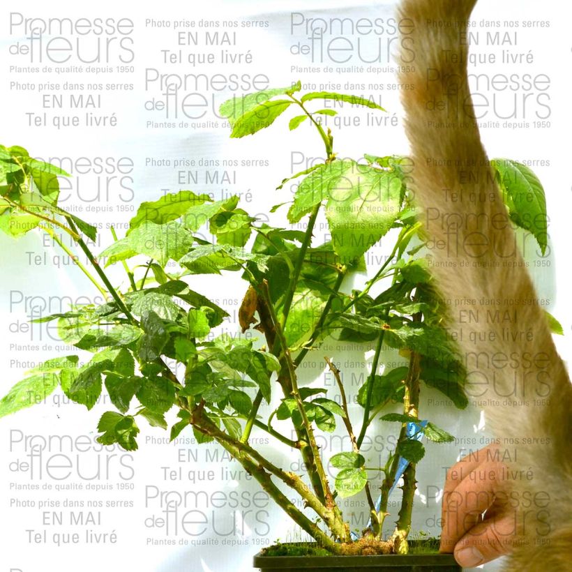Example of Rosa Generosa Zayed of Abu Dhabi 4L/5L pot specimen as delivered