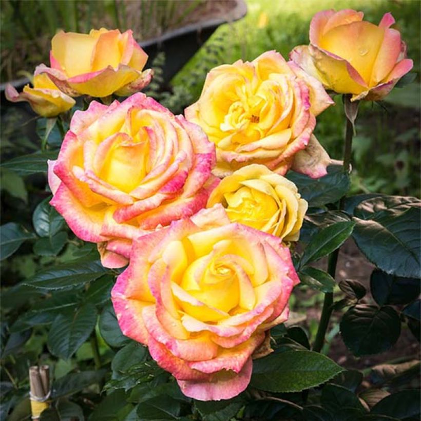 Rosa Pullman Orient Express (Flowering)