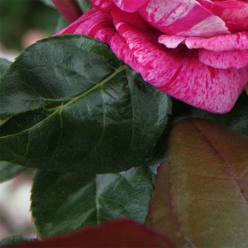 Rosa 'Crazy Fashion' - Hybrid Tea Rose (Foliage)