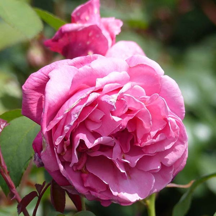 Rosa 'Line Renaud'  (Flowering)