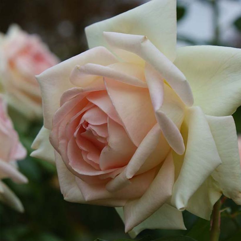 Rosa Prince Jardinier  (Flowering)