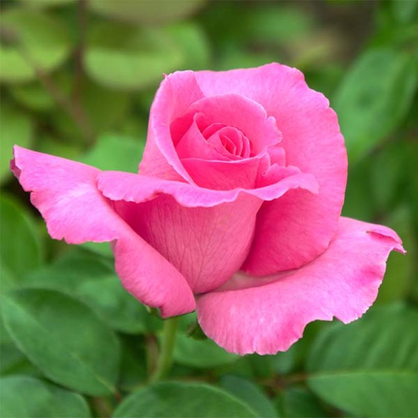 Rosa 'The McCartney Rose' - Shrub Rose (Flowering)