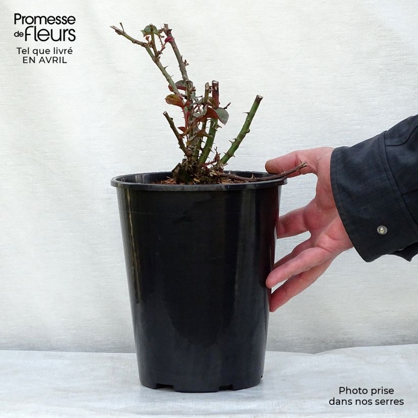 Rosa Amber Queen - Floribunda Rose 2L/3L pot sample as delivered in spring