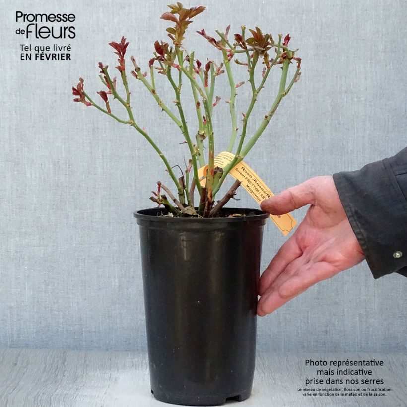 Rosa x floribunda Astronomia - Floribunda Rose 4L/5L pot sample as delivered in winter