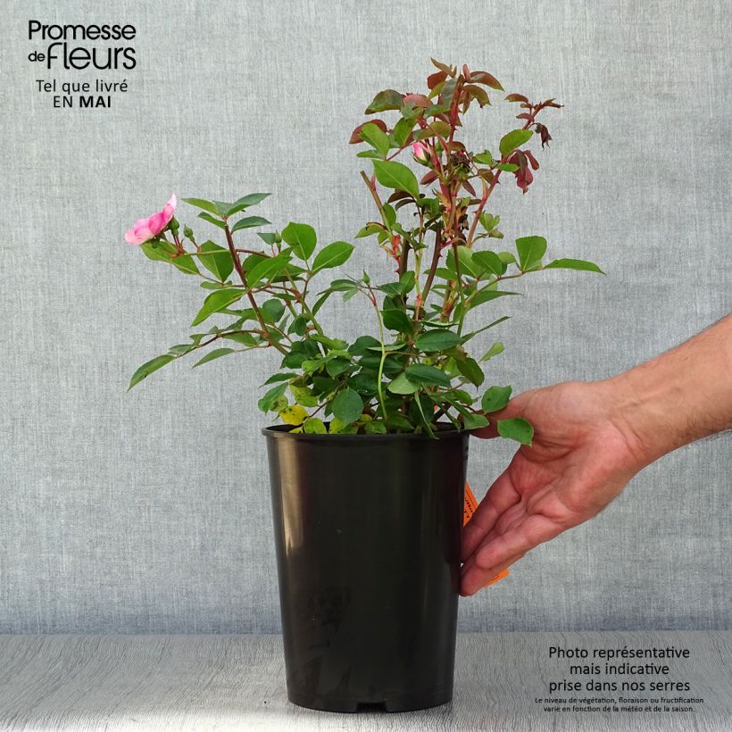 Rosa x floribunda Astronomia - Floribunda Rose 4L/5L pot sample as delivered in spring