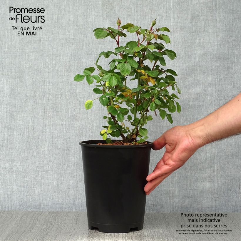 Rosa x floribunda Berleburg 'Poulbella' 3L/4L pot sample as delivered in spring
