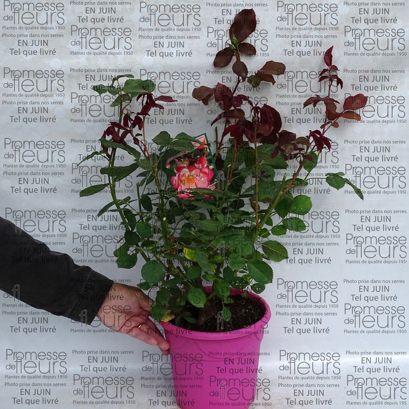 Example of Rosa x floribunda Betty Boop - Floribunda Rose 4L/5L pot specimen as delivered