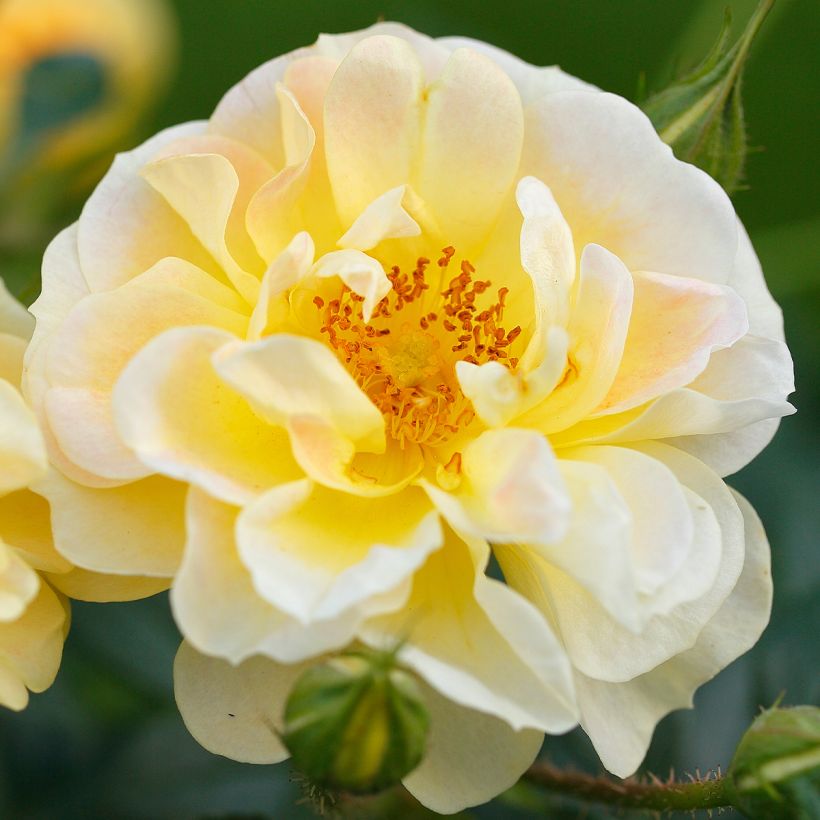 Rosa Bees Paradise Gelb - Patio Rose (Flowering)