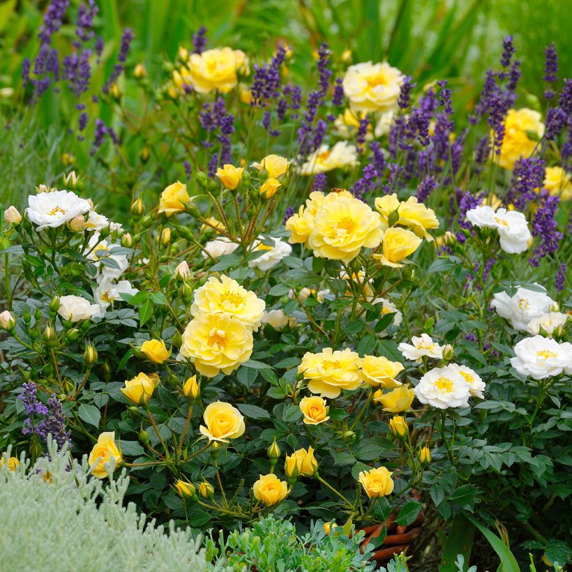 Rosa Bees Paradise Gelb - Patio Rose (Plant habit)