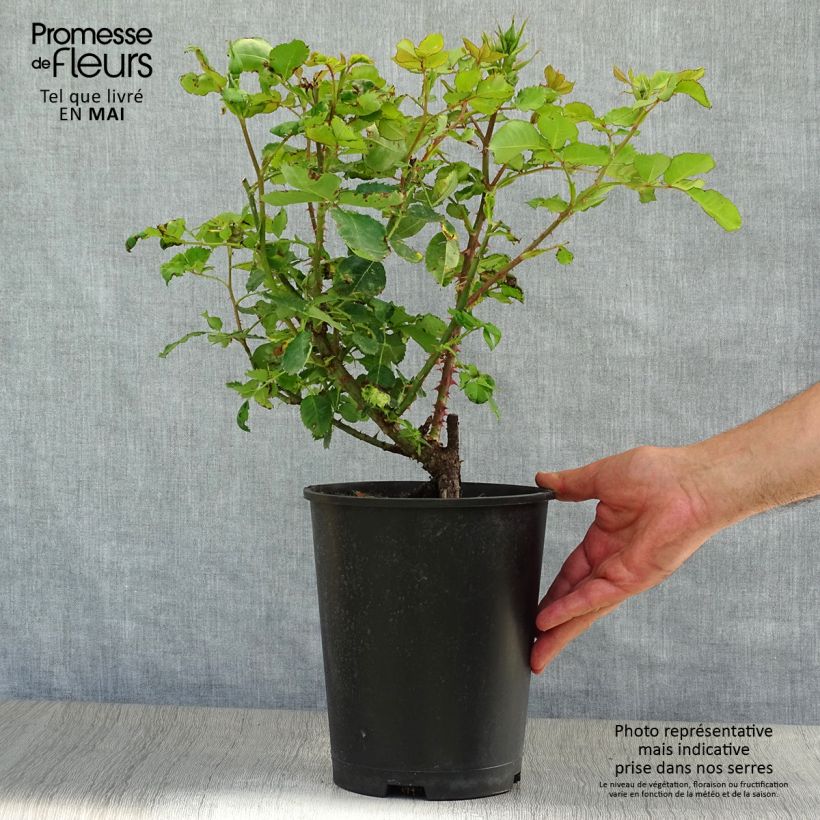 Rosa Eyes for You - Persian Rose 4L/5L pot sample as delivered in spring