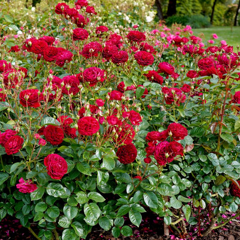Rosa floribunda Bordeaux (Plant habit)