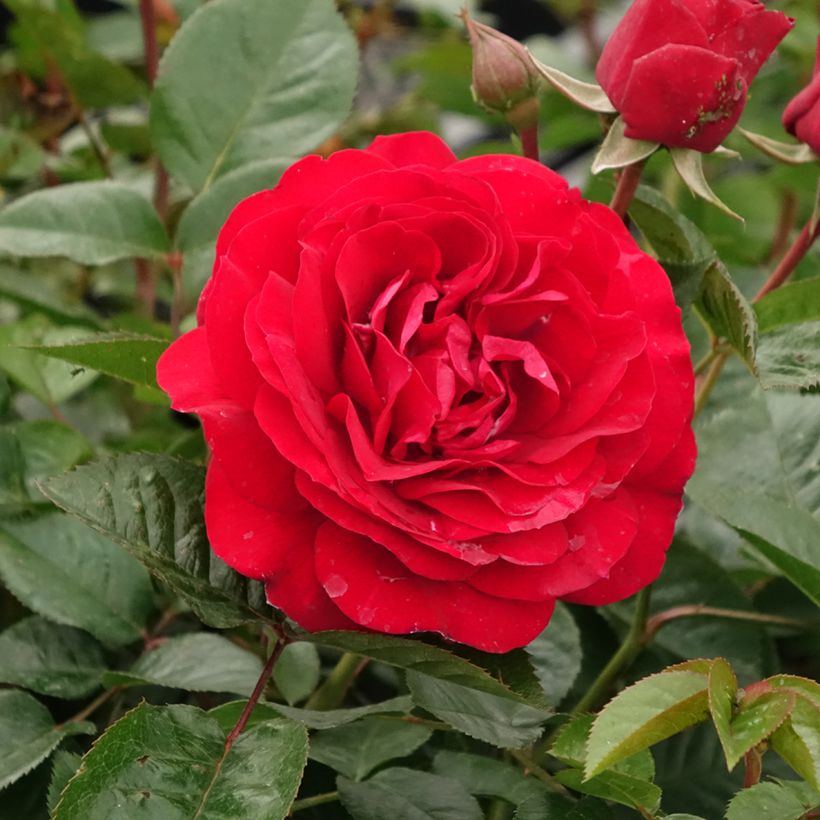 Rosa floribunda Bordeaux (Flowering)
