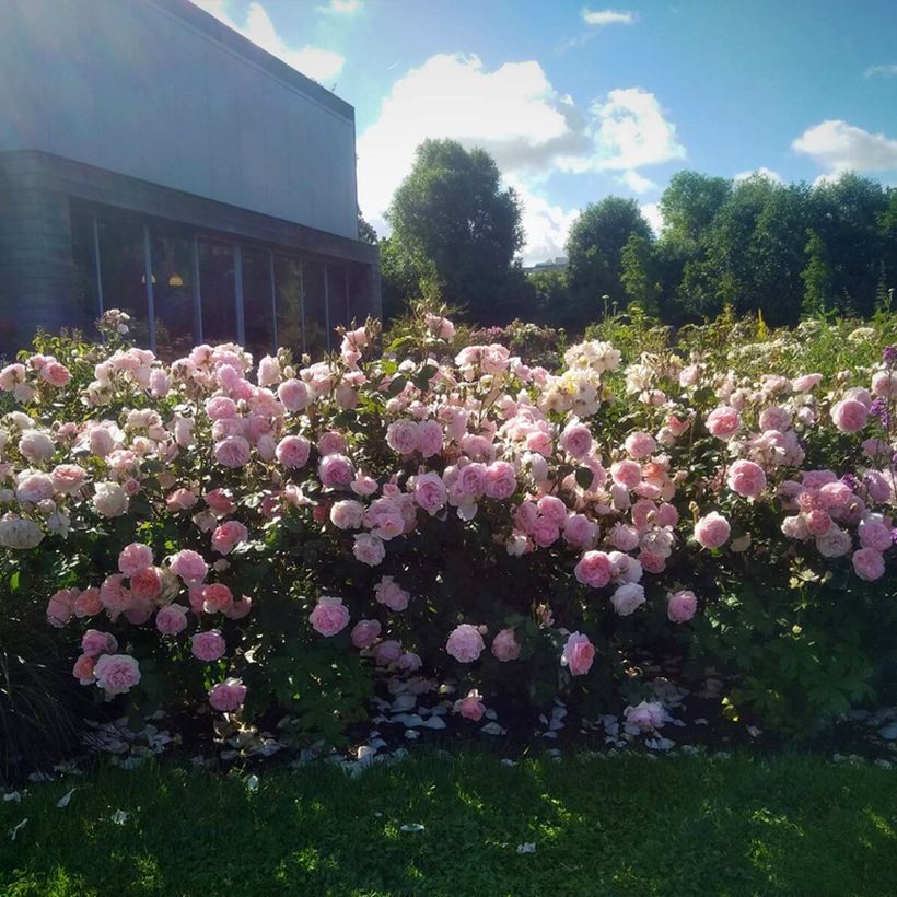 Rosa x floribunda Caroline's Heart (Plant habit)