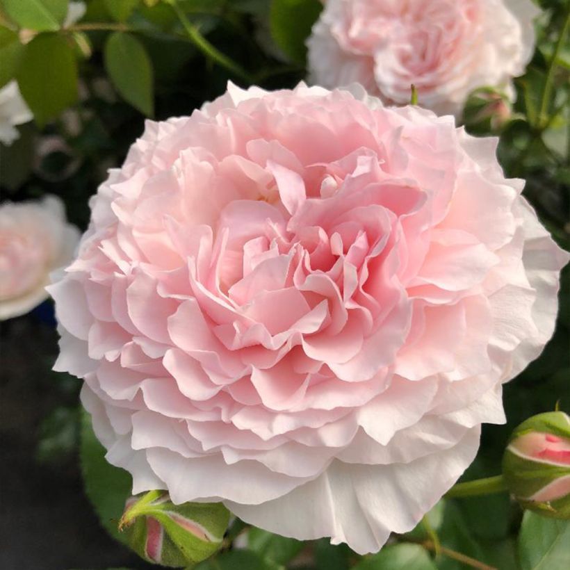 Rosa x floribunda Catherine Meurisse - Floribunda Rose (Flowering)