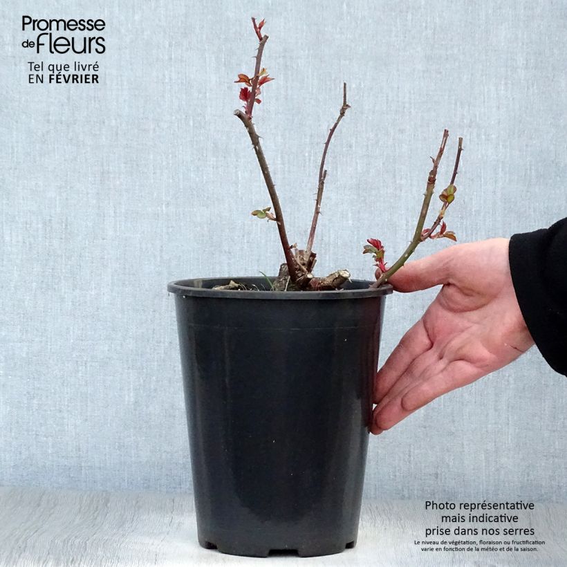 Rosa x floribunda Fragrant Delight 2L/3L pot sample as delivered in winter