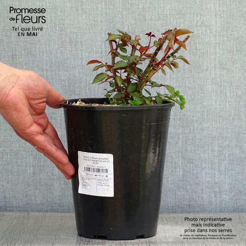 Rosa x floribunda Fragrant Delight 2L/3L pot sample as delivered in spring
