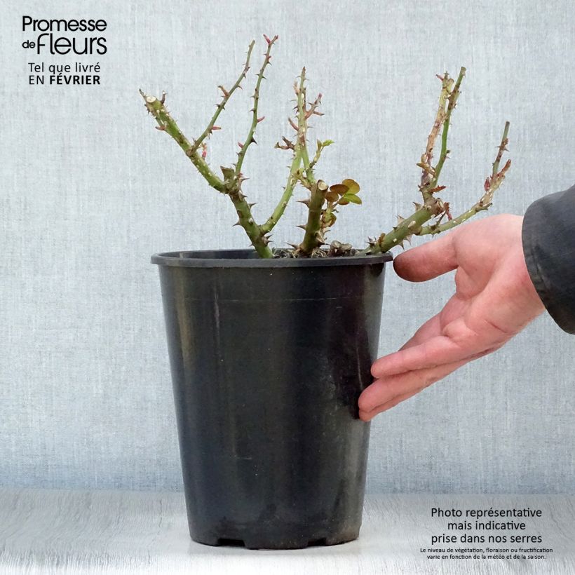 Rosa x floribunda 'François Mauriac' - Shrub Rose 4L/5L pot sample as delivered in winter