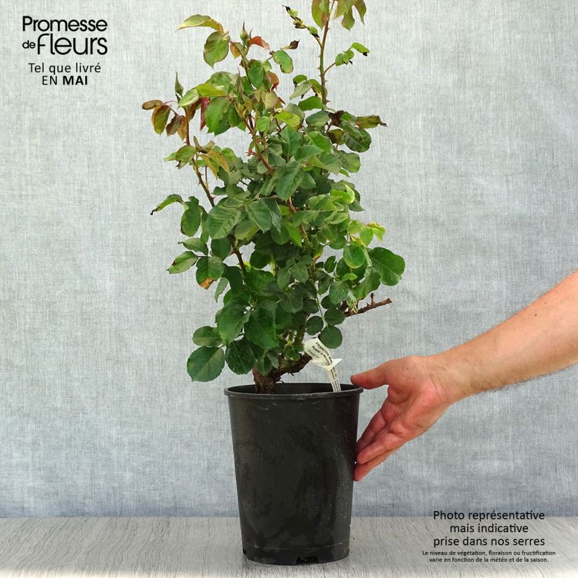Rosa x floribunda 'François Mauriac' - Shrub Rose 4L/5L pot sample as delivered in spring