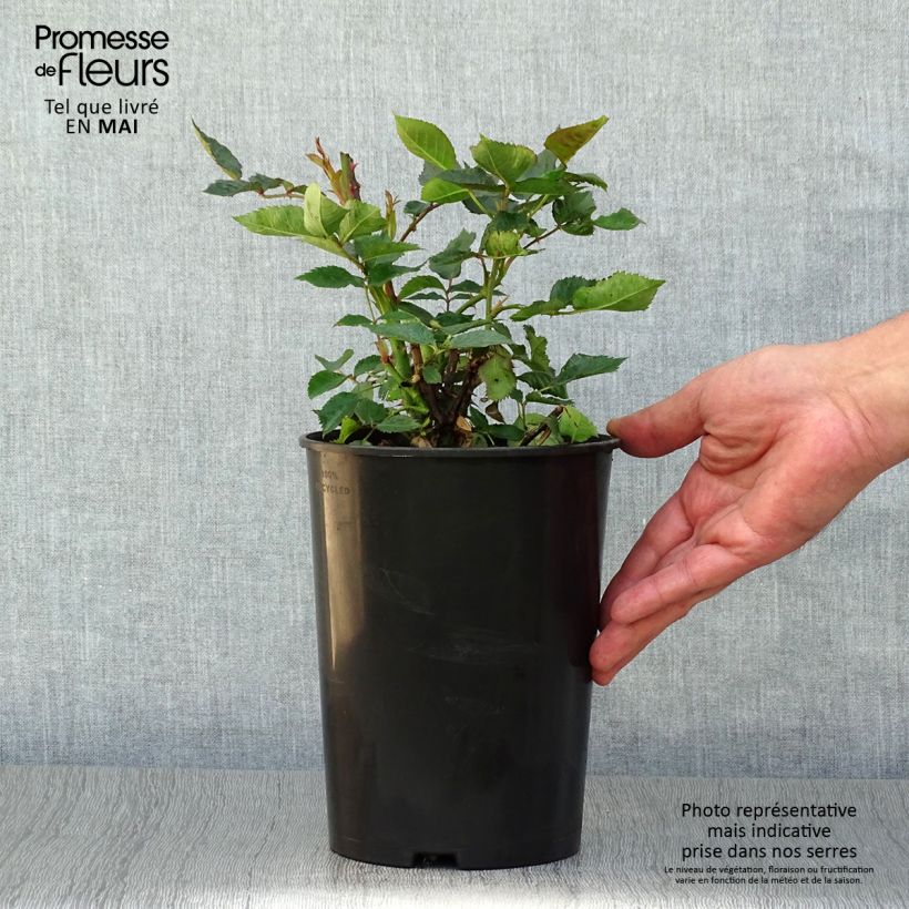 Rosa x floribunda 'Friesia' - Shrub Rose 2L/3L pot sample as delivered in spring