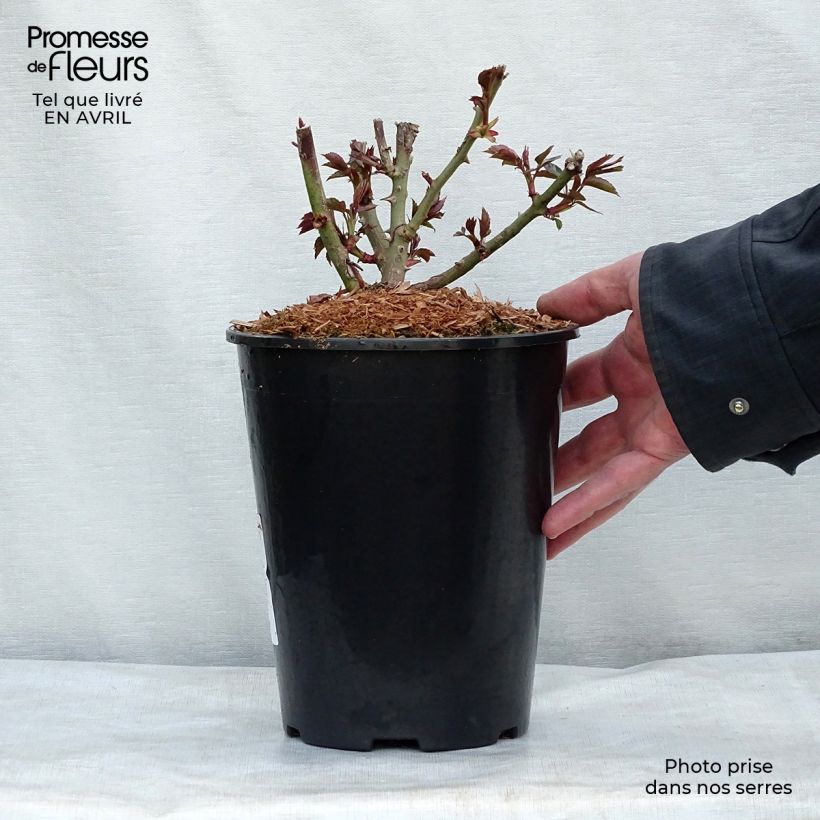 Rosa Garden of Roses 4L/5L pot sample as delivered in spring
