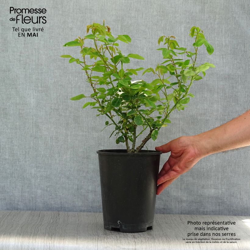 Rosa 'Fée des neiges' (Iceberg) - Shrub Rose 4L/5L pot sample as delivered in spring
