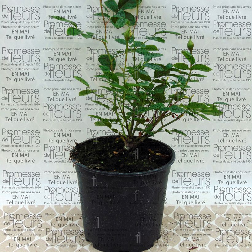 Example of Rosa 'Irene of Denmark' - Polyantha Rose 2L/3L pot specimen as delivered