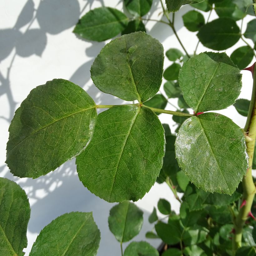 Rosa x polyantha La Sevillana - Polyantha Rose (Foliage)