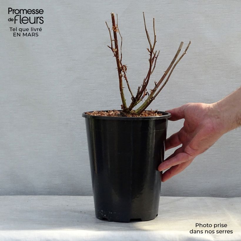 Rosa x floribunda Laminuette 2L/3L pot sample as delivered in spring
