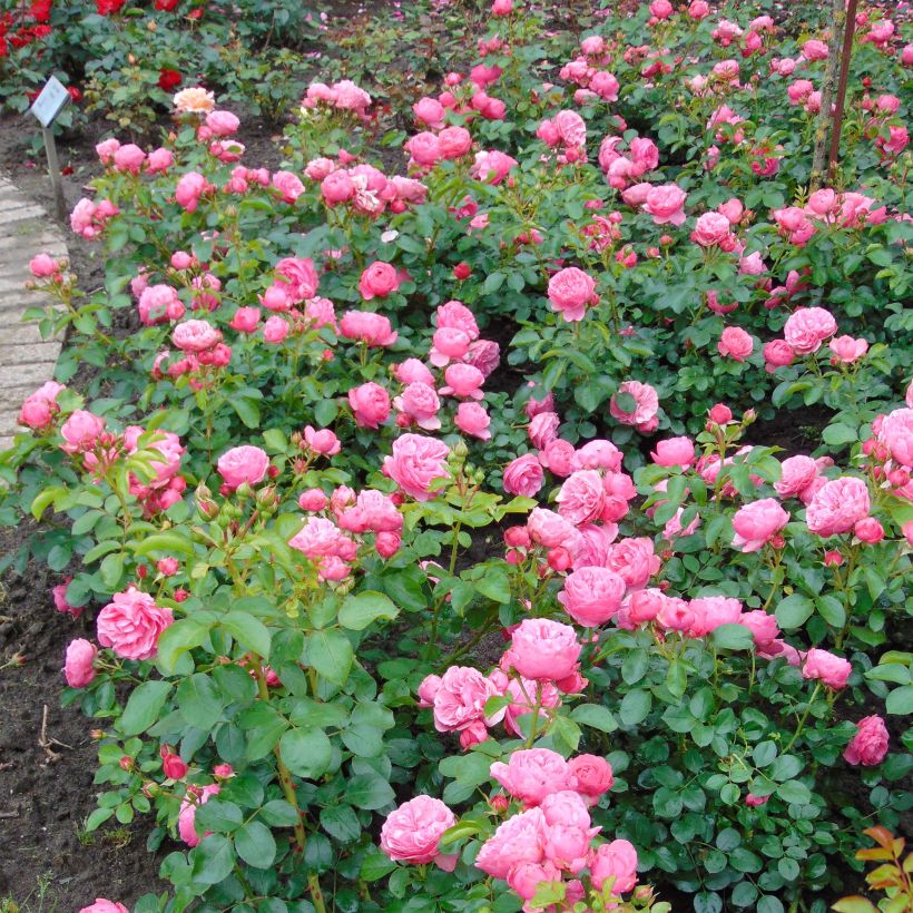 Rosa x floribunda Leonardo Da Vinci - Floribunda Rose (Plant habit)