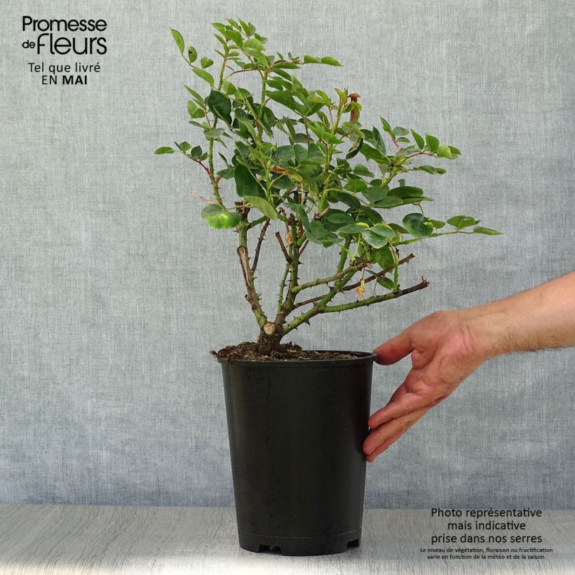 Rosa  Love Song - Floribunda Rose 4L/5L pot sample as delivered in spring