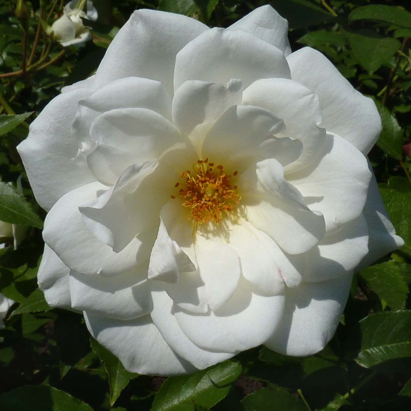 Rosa x polyantha 'Maria Mathilda' - Shrub Rose  (Flowering)