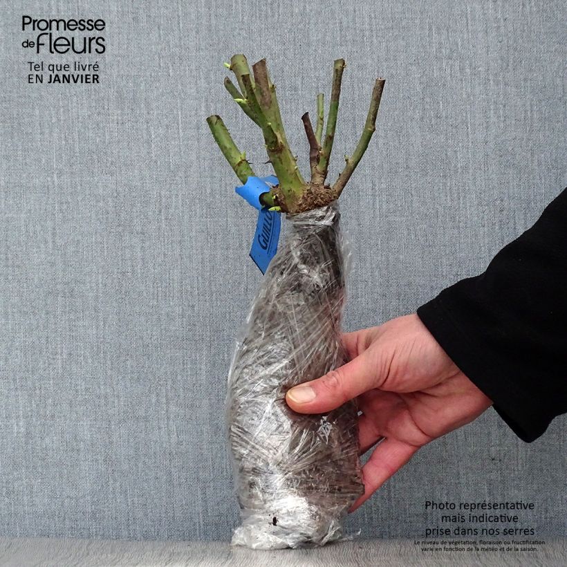 Rosa x floribunda Mascaret Wrapped bare root sample as delivered in winter