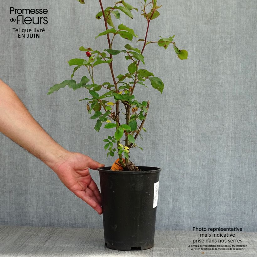 Rosa x polyantha Message d'Espoir - Polyantha Rose 4L/5L pot sample as delivered in spring