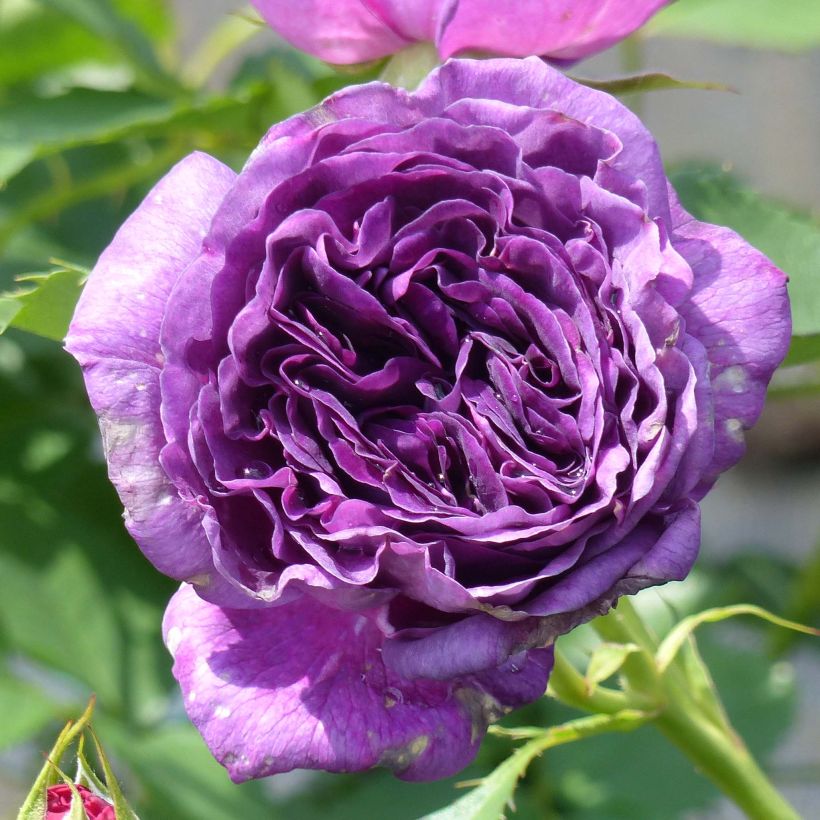 Rosa x floribunda Minerva (Flowering)