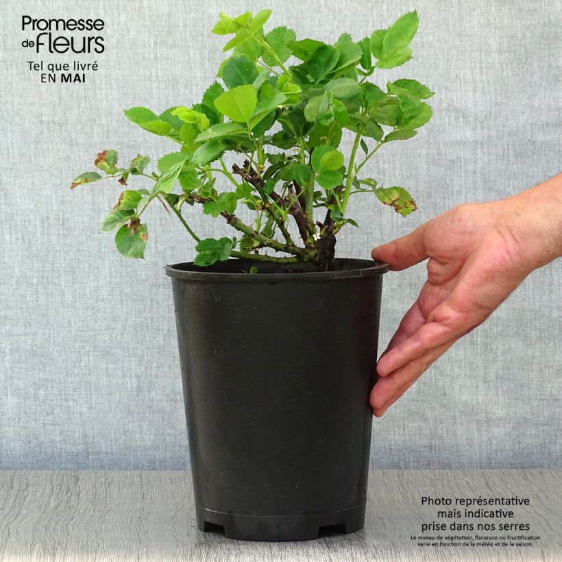 Rosa x floribunda Minerva 3L/4L pot sample as delivered in spring