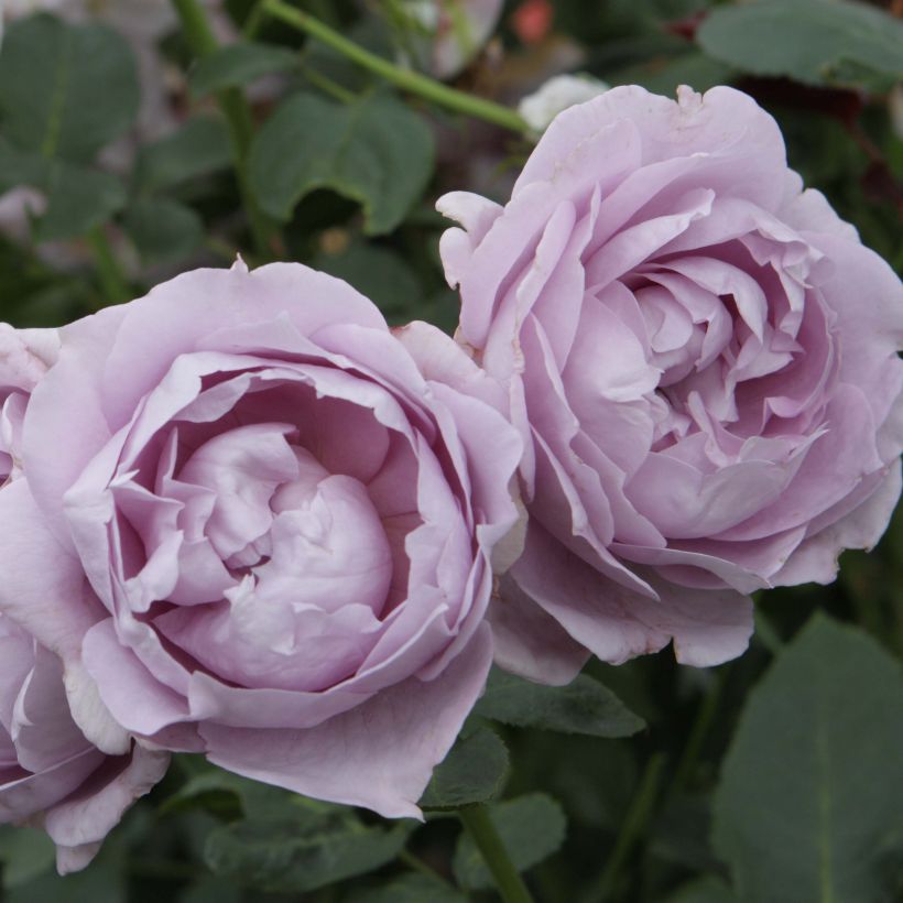 Rosa x floribunda Novalis - Floribunda Rose (Flowering)